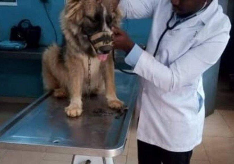 103197 quackery endangering veterinary services ogidi gbegbaje 103197 quackery endangering veterinary services ogidi gbegbaje
