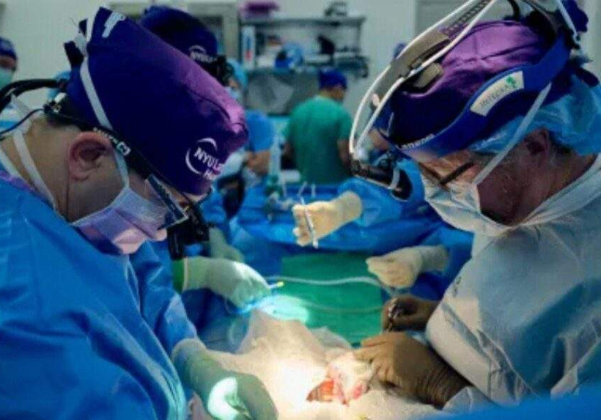 105329 us surgeons report longest successful pig to human kidney transplant