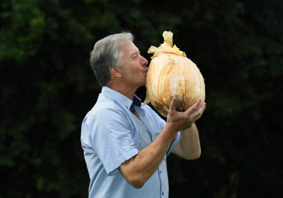 105826 record breaking 9 kilo onion displayed at harrogate flower show
