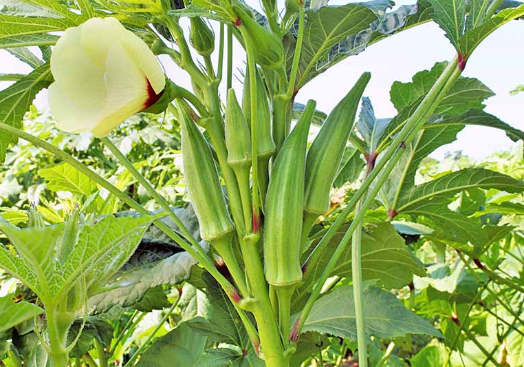 106115 were addressing outbreak of new okra disease abu research institute 106115 were addressing outbreak of new okra disease abu research institute
