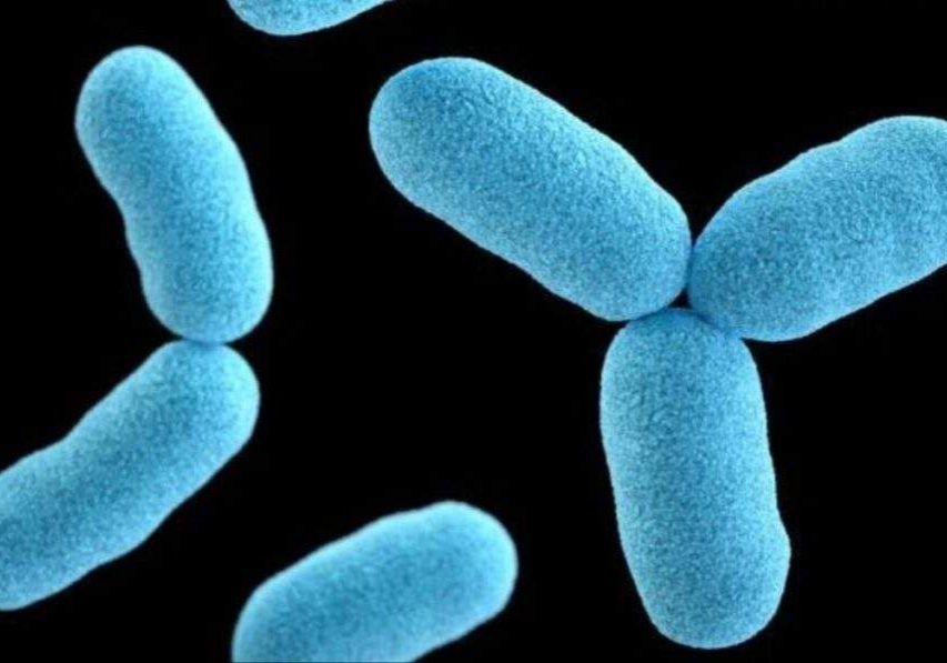 109256 diphtheria outbreak in nigeria 453 deaths and 7202 confirmed cases reported 109256 diphtheria outbreak in nigeria 453 deaths and 7202 confirmed cases reported