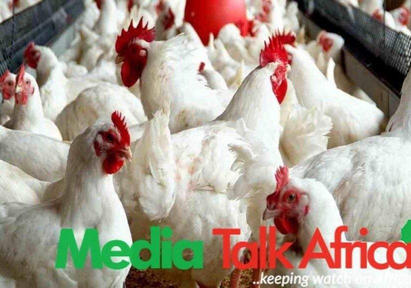 118592 127 poultry farms shut down resulting in over n5bn loss due to economic hardship farmers lament 118592 127 poultry farms shut down resulting in over n5bn loss due to economic hardship farmers lament