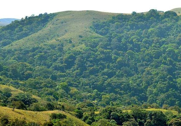 127965 depletion of forest reserves threatens nigerias biodiversity warns environmental expert