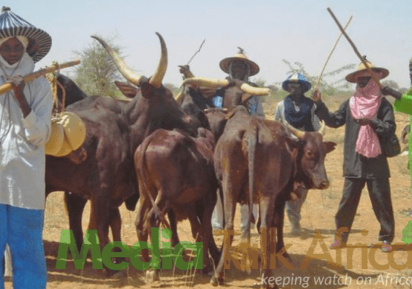 128203 nigeria spends 1 7bn yearly on milk imports cattle breeders