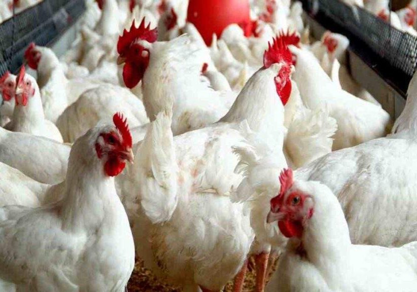 13195 pan warns farmers using antibiotics in raising chickens other birds