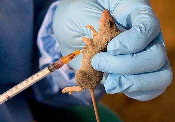 14179 lassa fever nigeria records 244 cases 37 deaths in 16 states fct