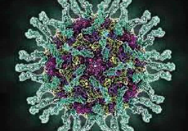 14909 Poliovir 14909 Poliovir