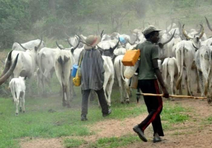 15000 herders killed 4 million cows rustled in 10 years 15000 herders killed 4 million cows rustled in 10 years