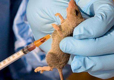 15619 LASSA FEVER