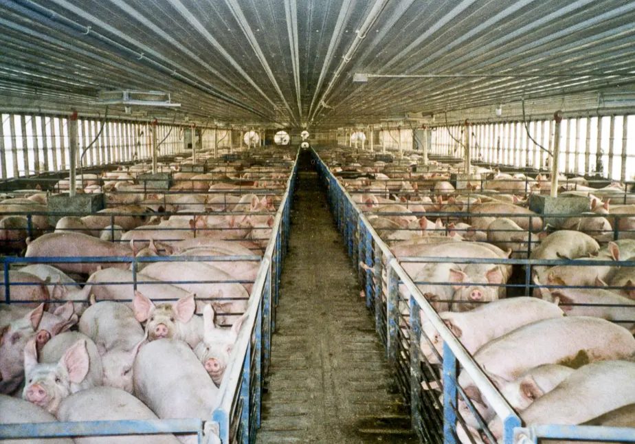 Industrial animal farming poses risk to public health, agricultural sovereignty - Nigerian Govt warned