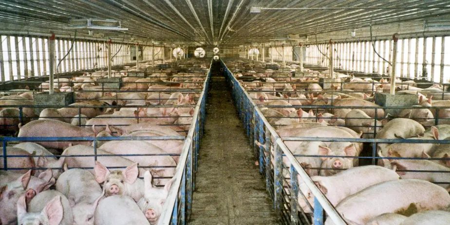 Industrial animal farming poses risk to public health, agricultural sovereignty - Nigerian Govt warned