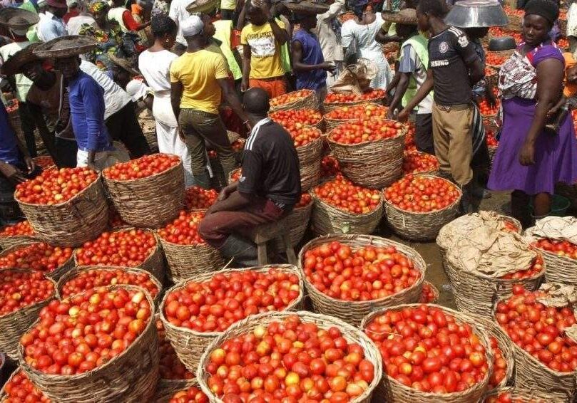 18420473 tomatoes jpeg3a092fe409e620fad8530e9068a66647 18420473 tomatoes jpeg3a092fe409e620fad8530e9068a66647