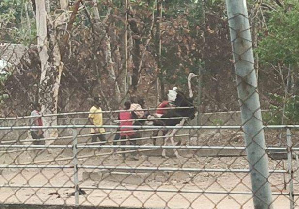 20244 disquiet in imo zoo over alleged relocation of animals to jos