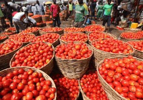 24805 govt policies may affect shortage of tomato growers
