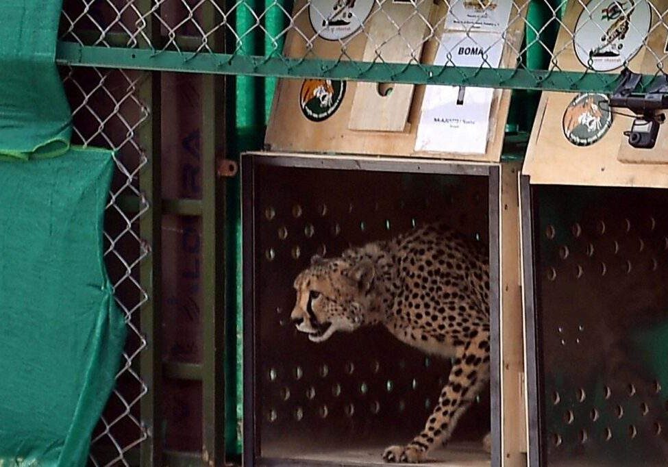 28205 cheetahs back in india wild after 70 years 28205 cheetahs back in india wild after 70 years