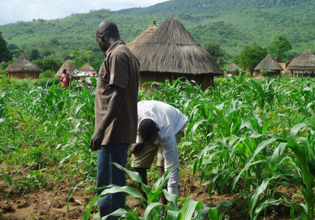 28766 ncri warns farmers against rushing to plant after first rain to prevent losses 28766 ncri warns farmers against rushing to plant after first rain to prevent losses