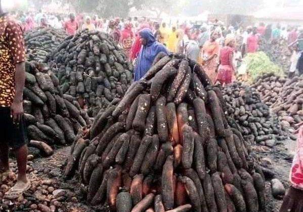 29779 nigeria accounts for over 70 of yams produced globally nrcri 29779 nigeria accounts for over 70 of yams produced globally nrcri