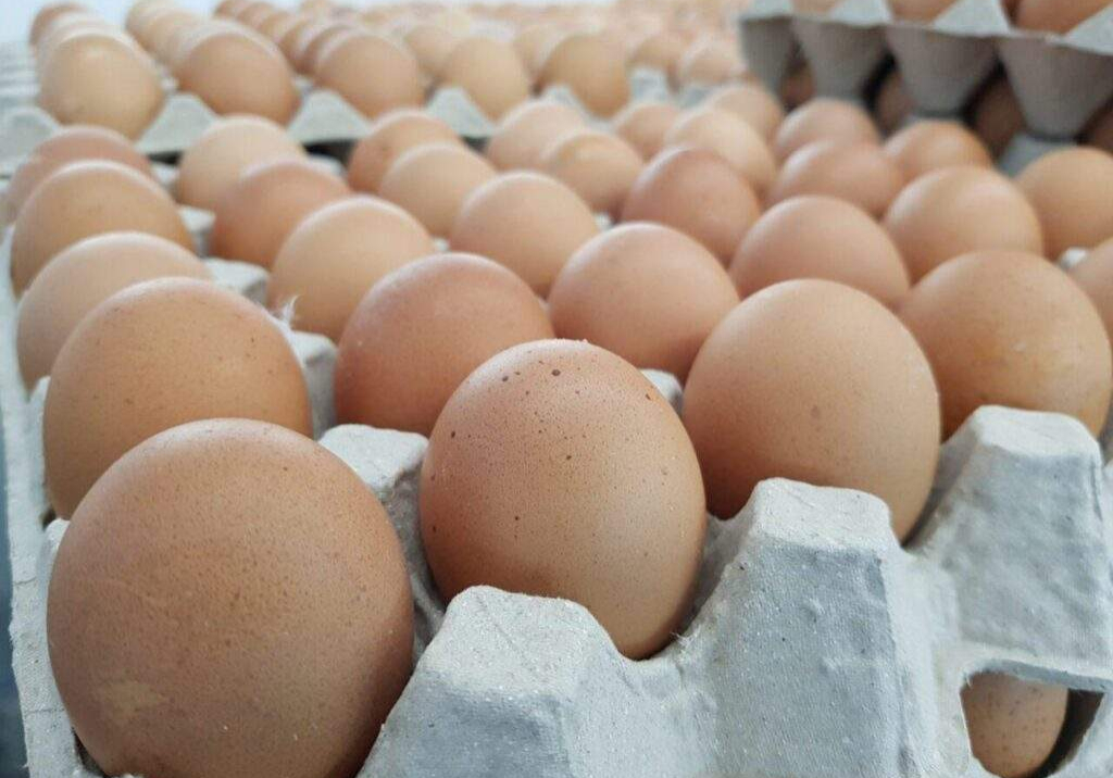 30737 naira scarcity poultry farmers lose over n30bn eggs association 30737 naira scarcity poultry farmers lose over n30bn eggs association