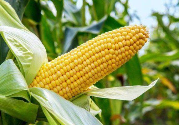 34167 govt group unveil disease resistant hybrid maize for farmers 34167 govt group unveil disease resistant hybrid maize for farmers
