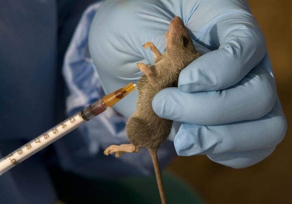 38024 bauchi records 22 lassa fever deaths 38024 bauchi records 22 lassa fever deaths