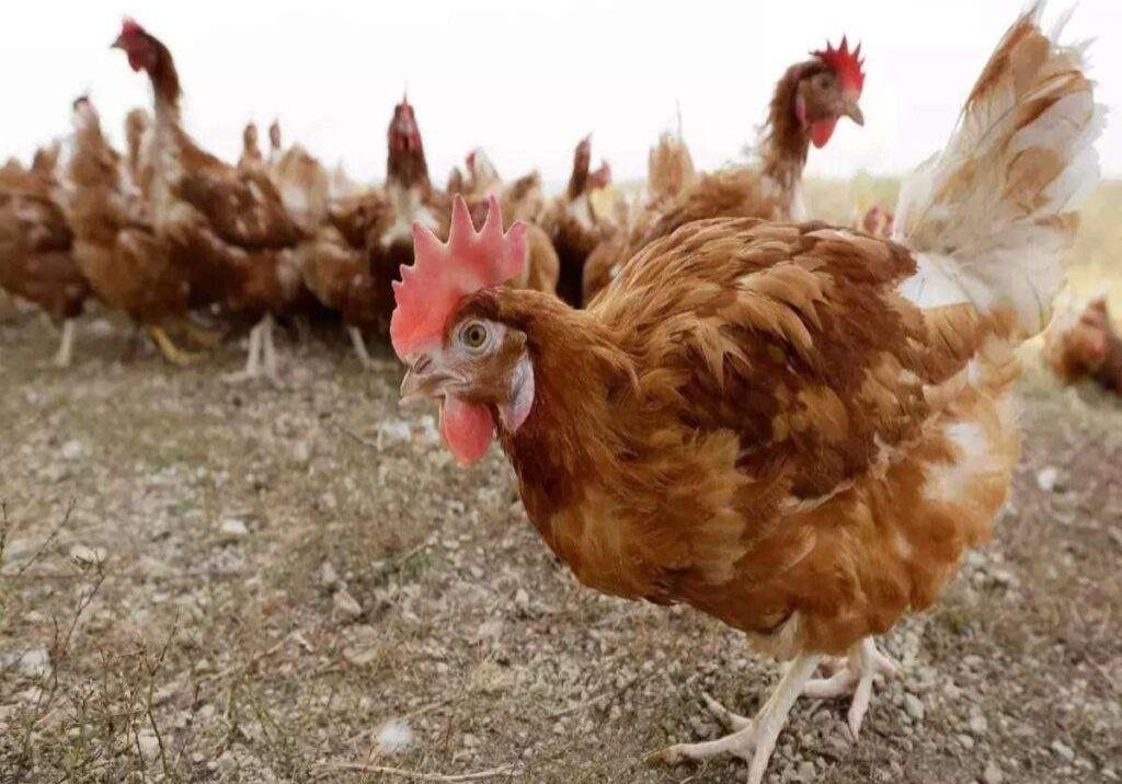 3982 fg confirms outbreak of bird flu in 28 states 3982 fg confirms outbreak of bird flu in 28 states