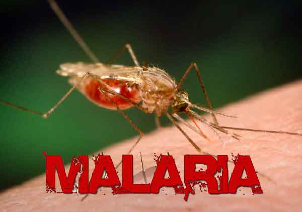 40420 nigeria misses malaria vaccine application window 40420 nigeria misses malaria vaccine application window