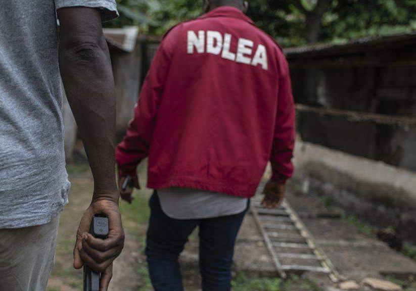 41364 in 2 months ndlea arrests 352 suspects seizes 2 1 tonnes of illicit drugs in kano 41364 in 2 months ndlea arrests 352 suspects seizes 2 1 tonnes of illicit drugs in kano