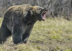42091 bear kills jogger in italy 42091 bear kills jogger in italy