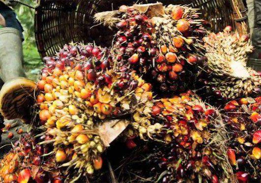 44262 oil palm experts seek increased investment to halt importation 44262 oil palm experts seek increased investment to halt importation