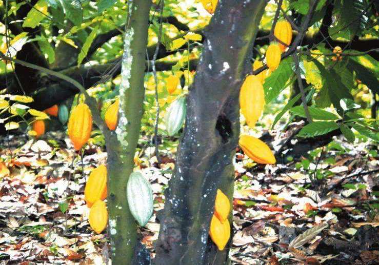 44713 firm donates two million cocoa seedlings to ondo farmers 44713 firm donates two million cocoa seedlings to ondo farmers