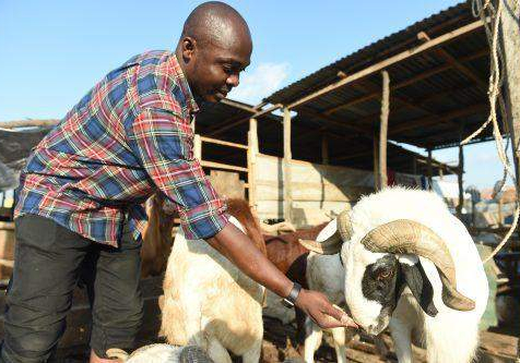 45051 experts identify insects earthworms as alternative feeds for livestock 45051 experts identify insects earthworms as alternative feeds for livestock