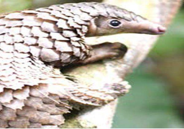 47875 pangolins face extinction as poachers defy official crackdown