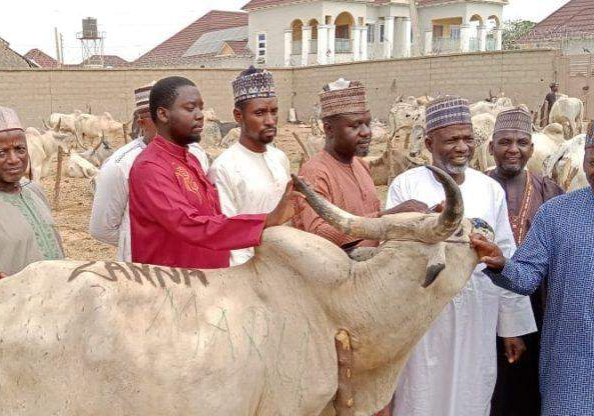 48635 eid el fitri reps member elect donates 59 cows to constituents in zamfara 48635 eid el fitri reps member elect donates 59 cows to constituents in zamfara