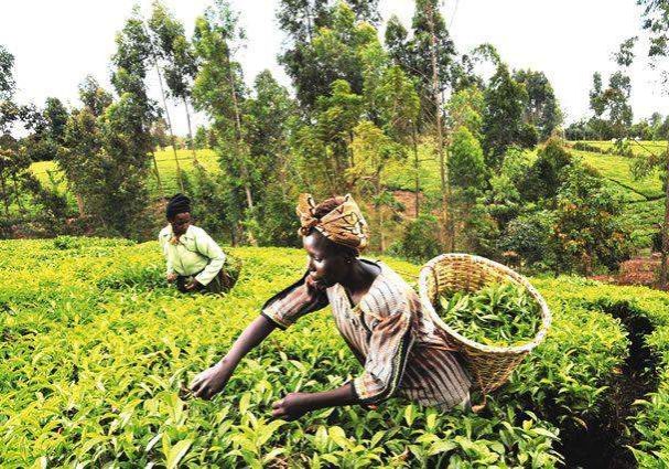 49548 ecowas signs e1 3m sustainable farming deal 49548 ecowas signs e1 3m sustainable farming deal