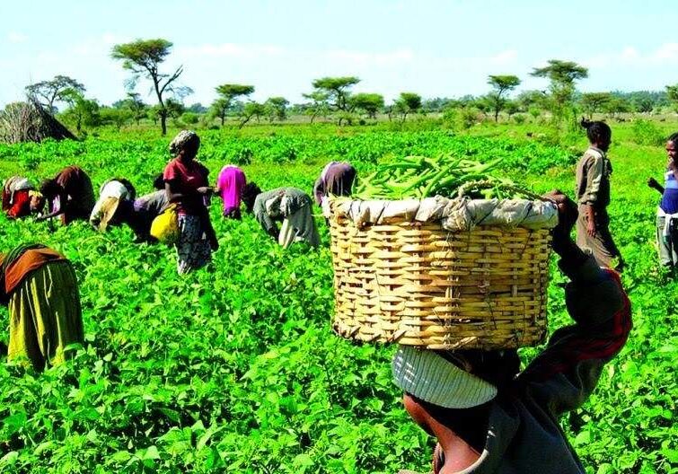 5000 farmers benefit from WBank FAO 55m intervention in CRiver 5000 farmers benefit from WBank FAO 55m intervention in CRiver