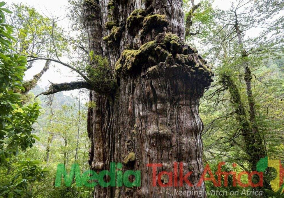 50240 worlds oldest tree able to reveal planets secrets 50240 worlds oldest tree able to reveal planets secrets