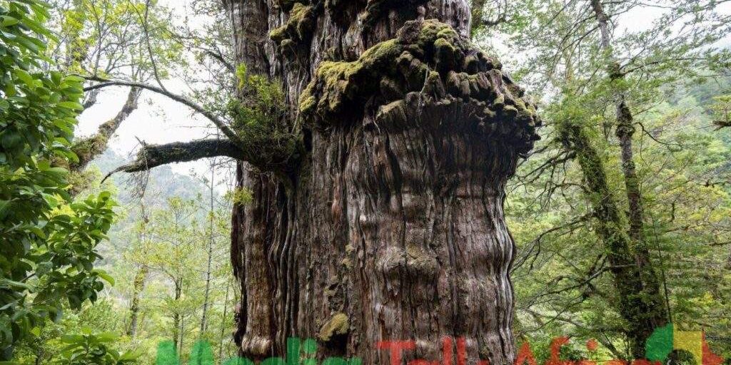 50240 worlds oldest tree able to reveal planets secrets 50240 worlds oldest tree able to reveal planets secrets