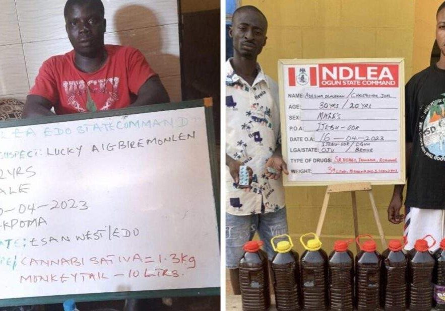 50918 ndlea arrests cripple in edo ex convict in adamawa for drug trafficking 50918 ndlea arrests cripple in edo ex convict in adamawa for drug trafficking