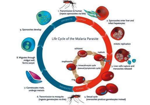 51946 world malaria day make treatment free for children expert tells govt 51946 world malaria day make treatment free for children expert tells govt