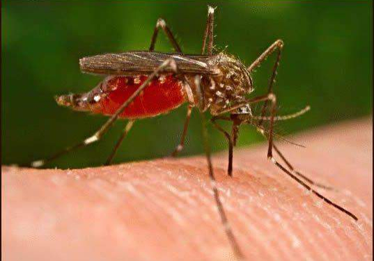 52119 nigerians developing resistance to malaria medical doctor 52119 nigerians developing resistance to malaria medical doctor