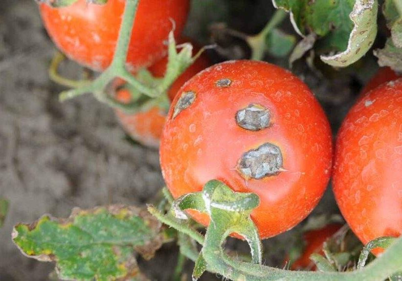 52591 tuta absoluta disease ravages over 300 tomato farms worth n1 3 billion in kano 52591 tuta absoluta disease ravages over 300 tomato farms worth n1 3 billion in kano