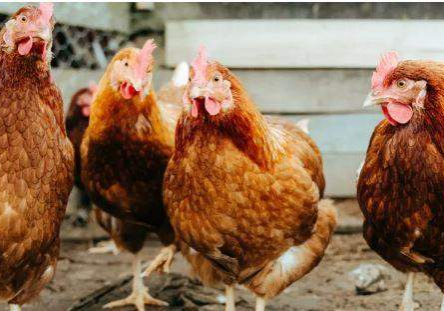 53629 fg gives no vaccination policy nod to bird flu