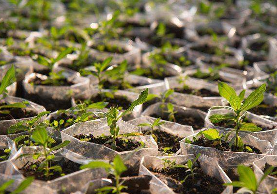 54522 ogun to plant one million trees in forest reserves
