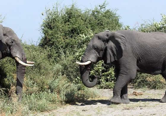 55346 india captures rice raiding elephant after six killed 55346 india captures rice raiding elephant after six killed
