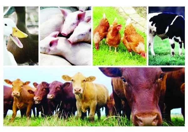 56167 livestock accounts for over 40 of global agric gdp fg 56167 livestock accounts for over 40 of global agric gdp fg