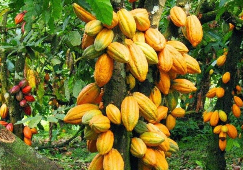 58569 criver farmers receive hybrid cocoa seedlings chemicals to boost production