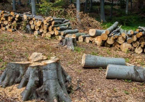 59031 jigawa govt bans tree felling for firewood charcoal