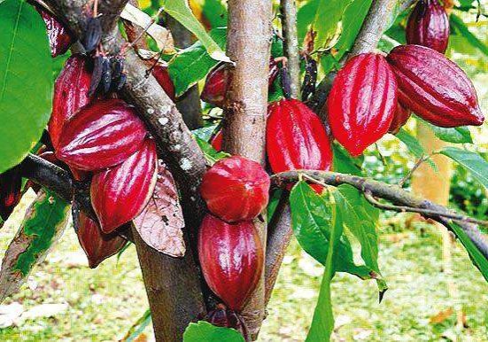 63124 cfan and tinubu to revive cocoa production in nigeria
