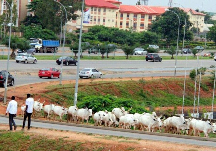 65781 miyetti allah promises no cows will roam abuja during tinubus inauguration
