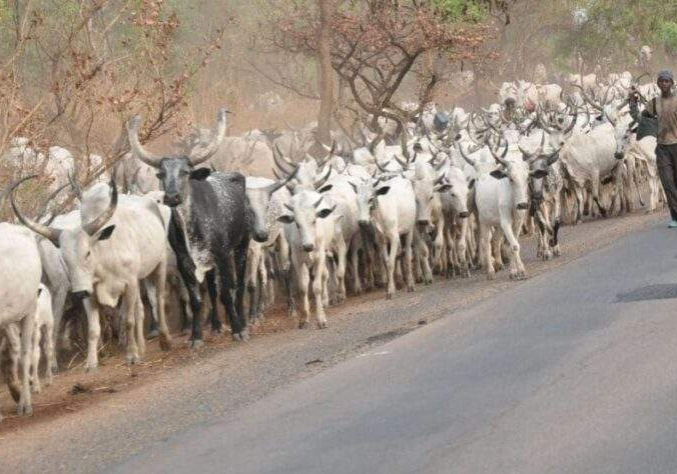 66367 cattle breeders accuse buhari of failing to secure their lives and properties 66367 cattle breeders accuse buhari of failing to secure their lives and properties